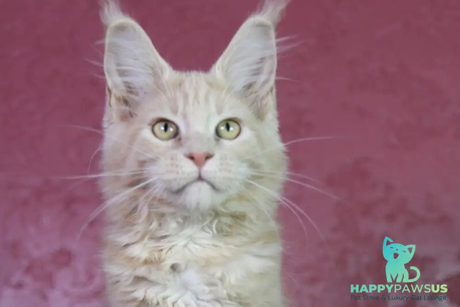 Cleo Maine Coon female cream - live animals
