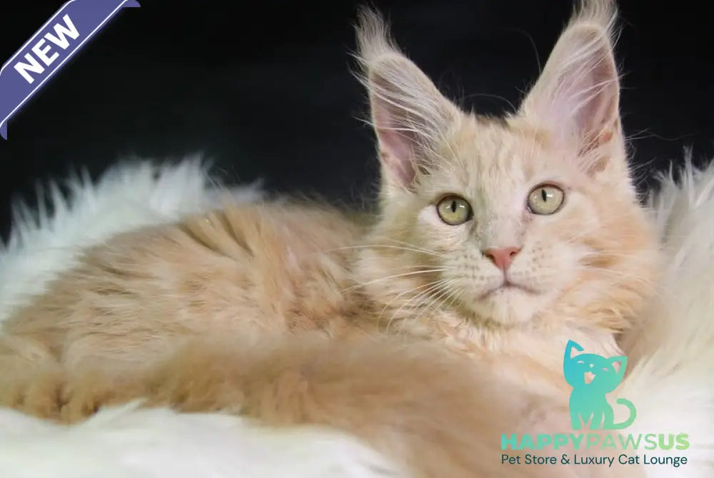 Cleo Maine Coon female cream - live animals