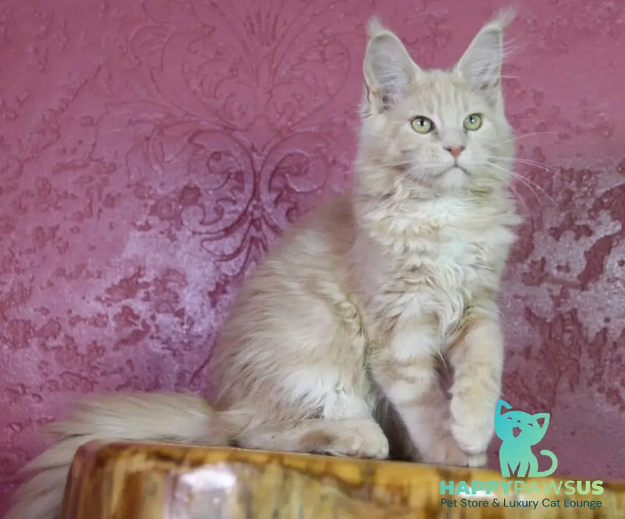Cleo Maine Coon female cream - live animals