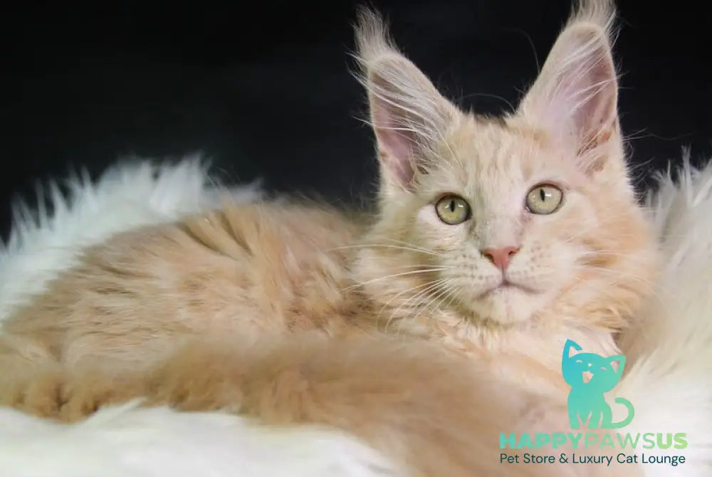Cleo Maine Coon female cream - live animals