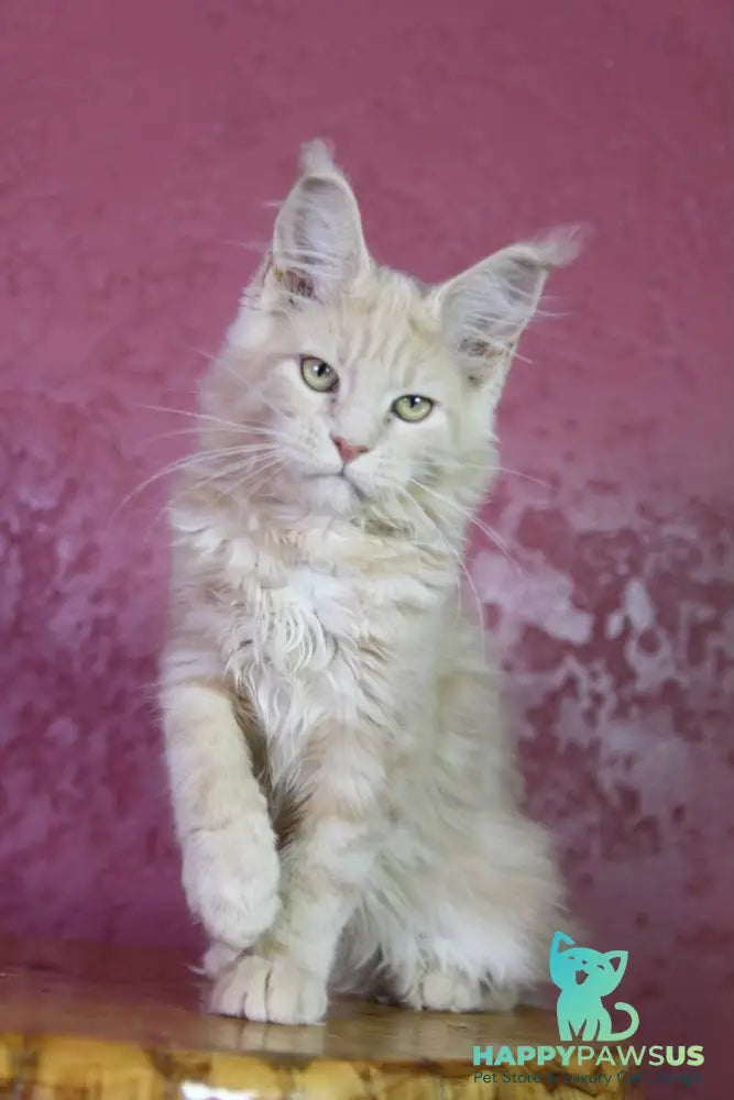 Cleo Maine Coon female cream - live animals
