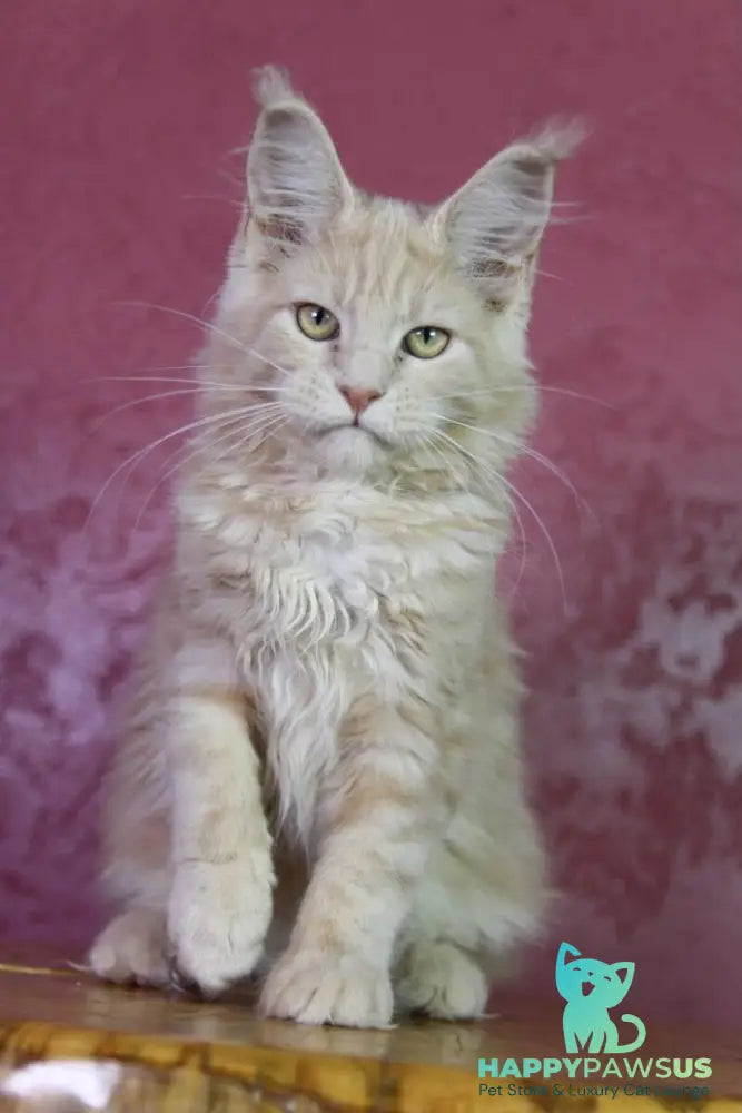 Cleo Maine Coon female cream - live animals
