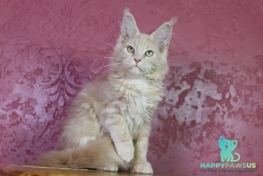 Cleo Maine Coon female cream - live animals