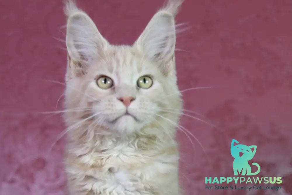Cleo Maine Coon female cream - live animals