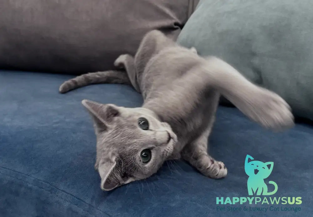 Atlas Russian Blue male blue live animals