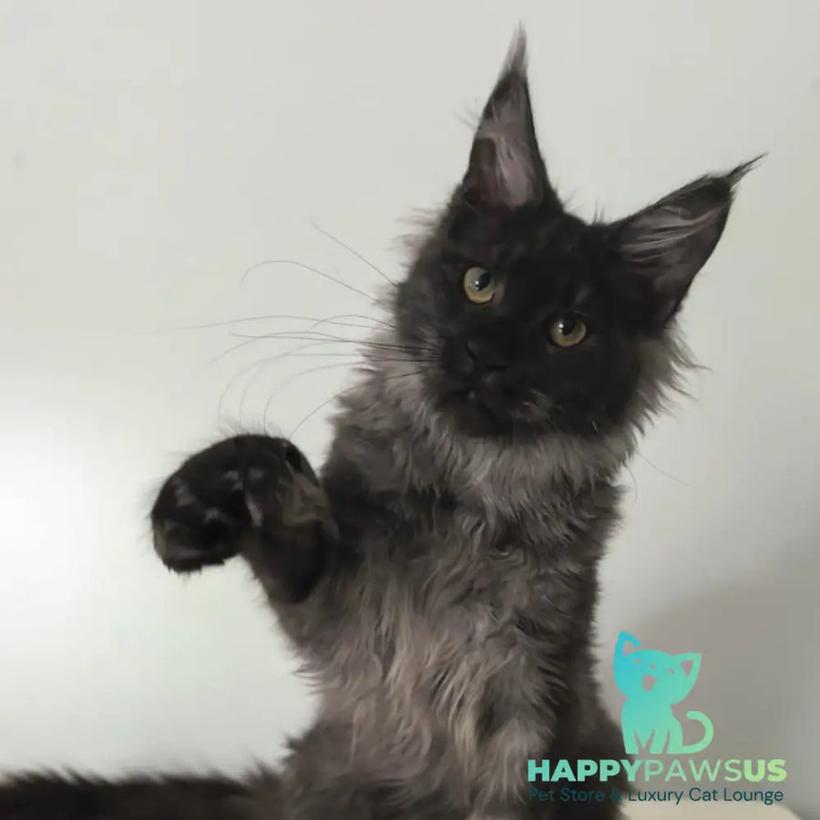 Cleopatra Maine Coon polydactyl 6x6x6x6 female black silver - live animals