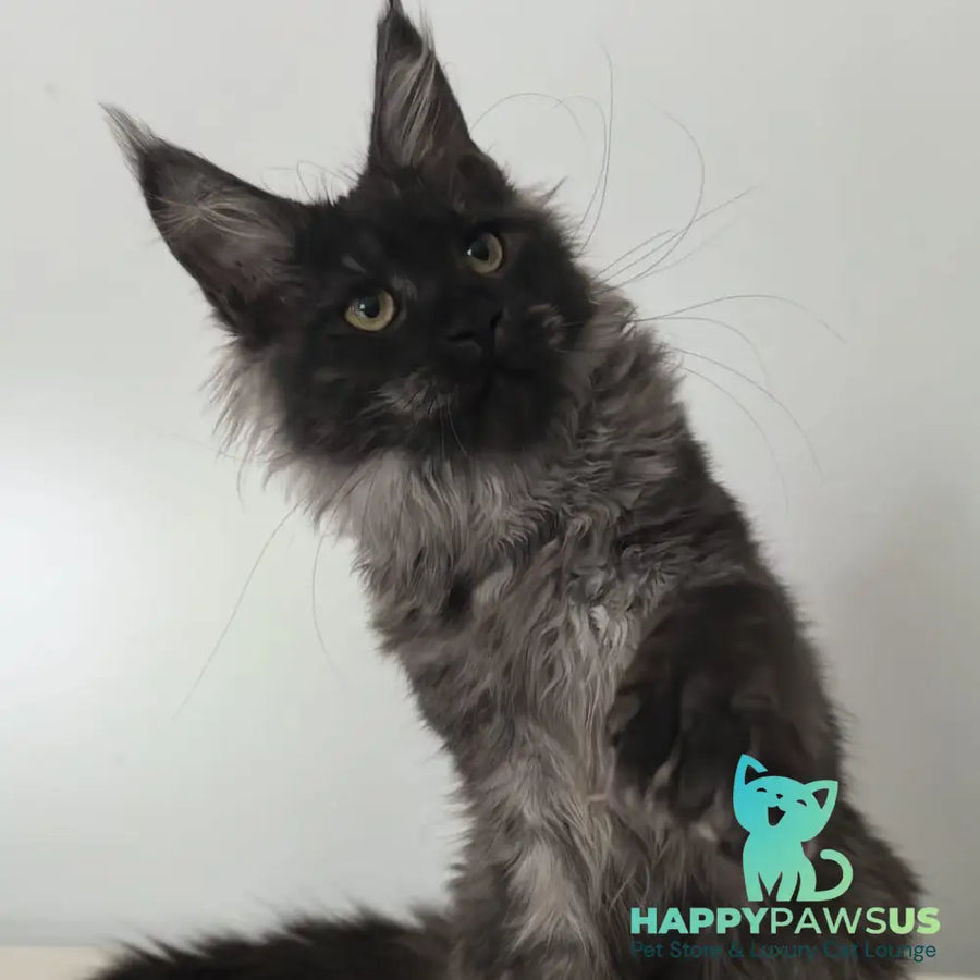 Cleopatra Maine Coon polydactyl 6x6x6x6 female black silver - live animals