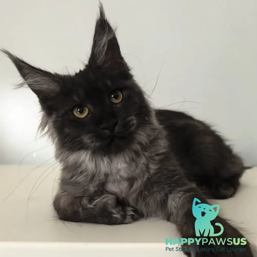 Cleopatra Maine Coon polydactyl 6x6x6x6 female black silver - live animals