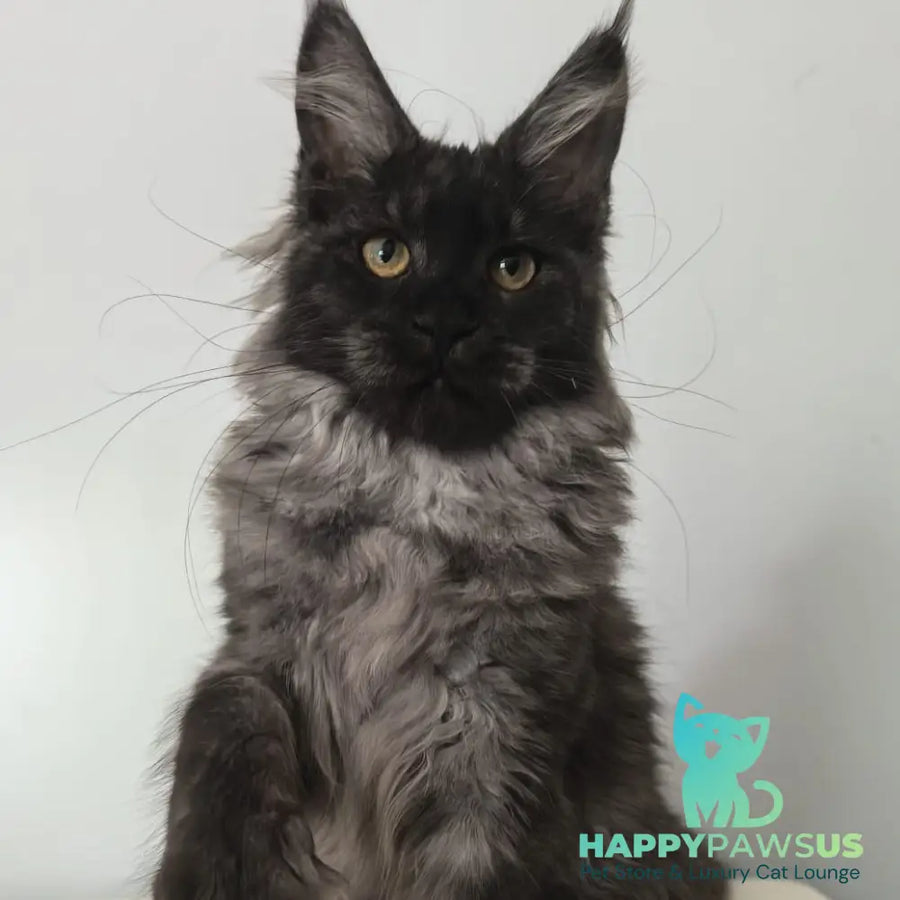 Cleopatra Maine Coon polydactyl 6x6x6x6 female black silver - live animals