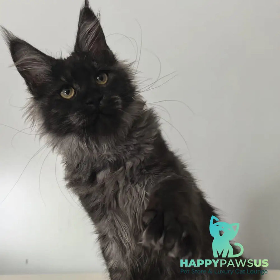 Cleopatra Maine Coon polydactyl 6x6x6x6 female black silver - live animals
