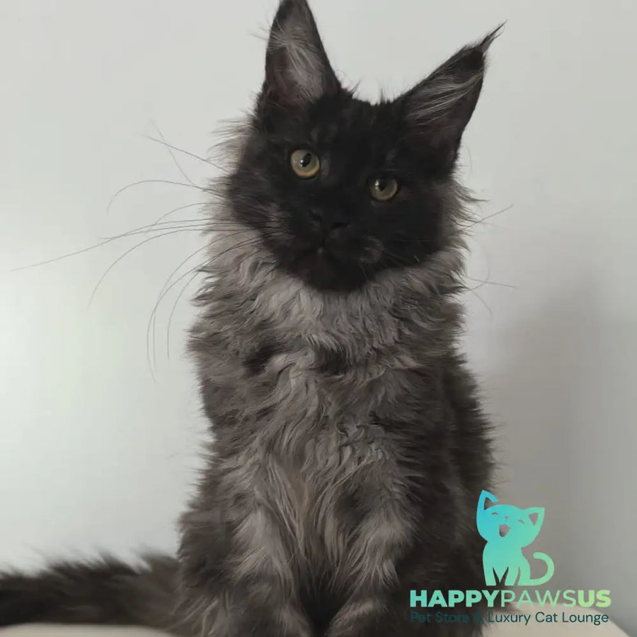 Cleopatra Maine Coon polydactyl 6x6x6x6 female black silver - live animals