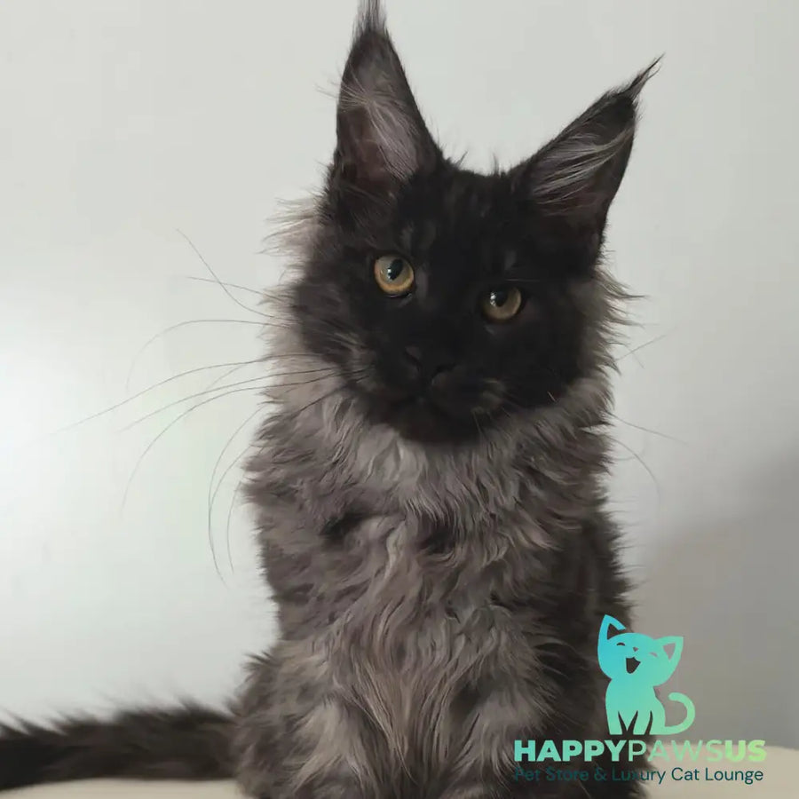 Cleopatra Maine Coon polydactyl 6x6x6x6 female black silver - live animals