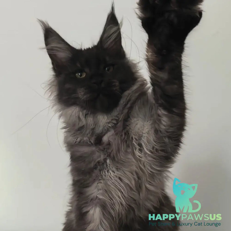 Cleopatra Maine Coon polydactyl 6x6x6x6 female black silver - live animals