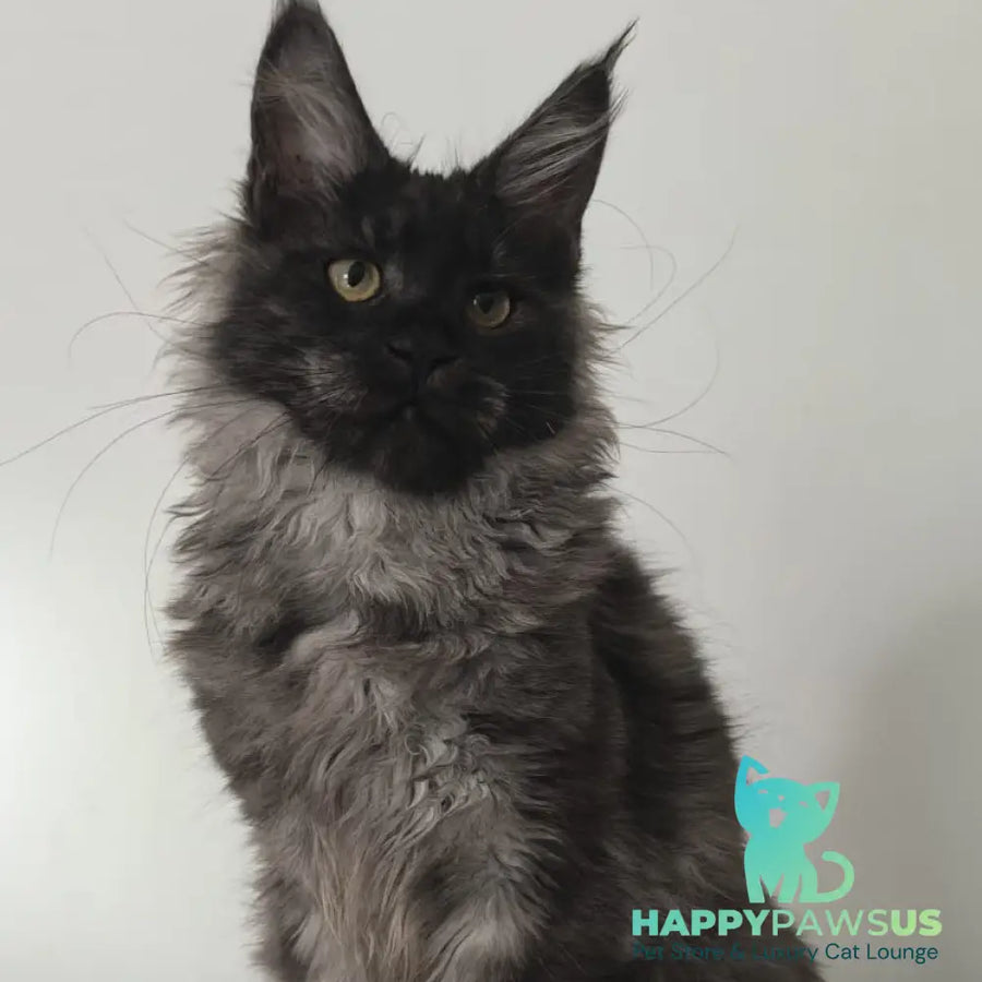 Cleopatra Maine Coon polydactyl 6x6x6x6 female black silver - live animals