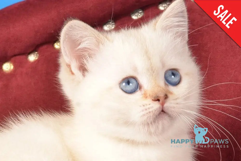 Cleopatra Munchkin female black golden harlequin shaded pointed live animals