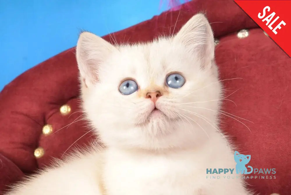 Cleopatra Munchkin female black golden harlequin shaded pointed live animals