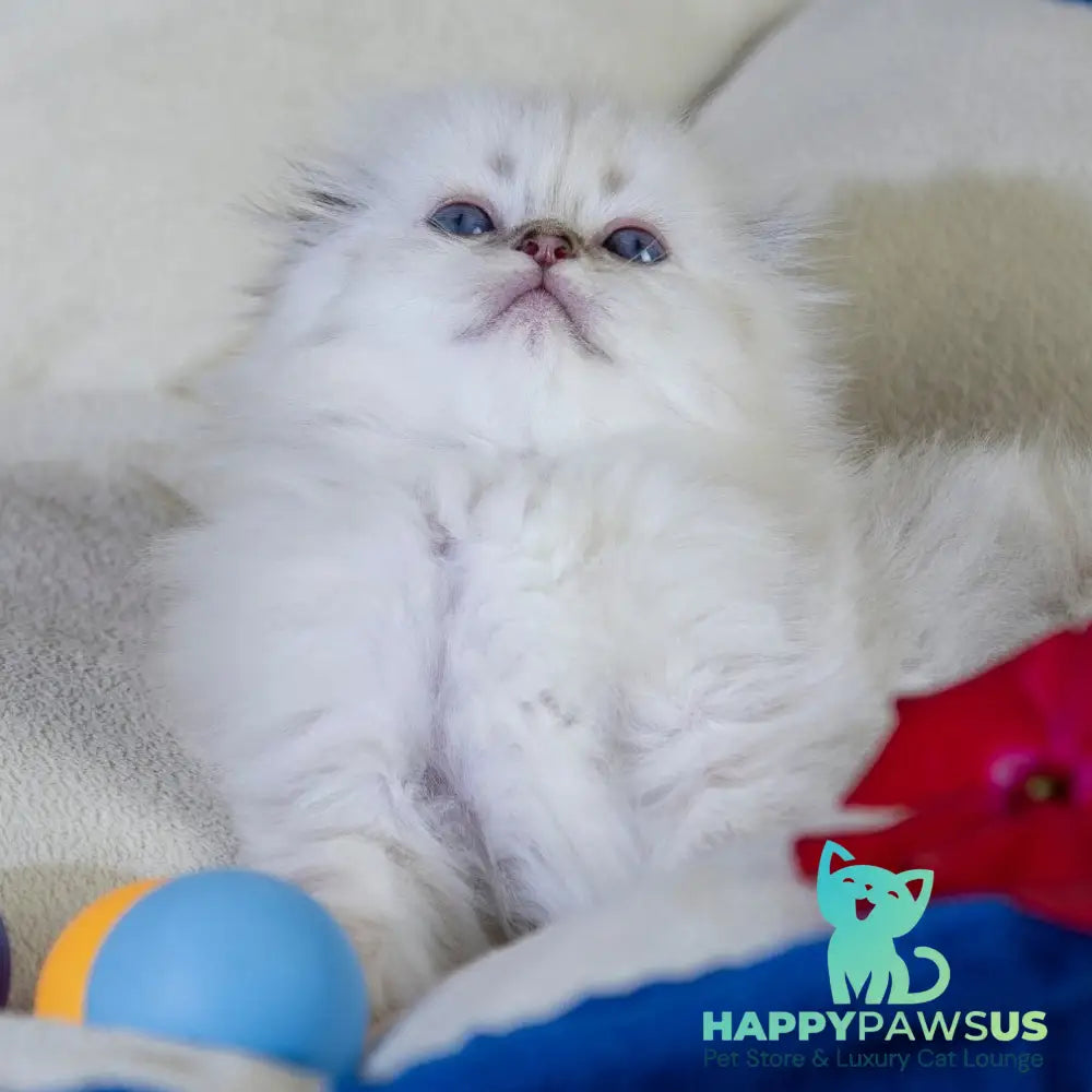 Cleopatra Scottish Fold female black silver tabby pointed - live animals