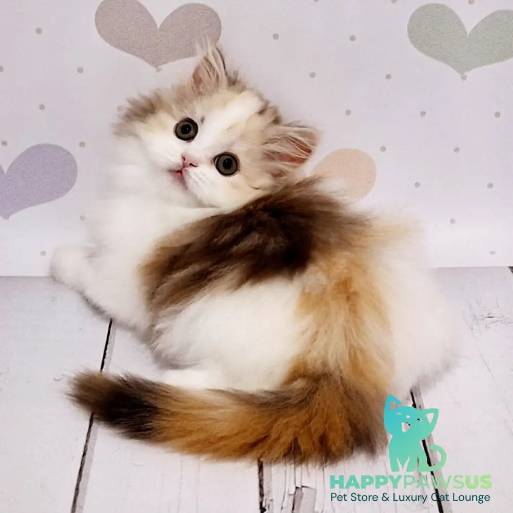 Cleopatra Scottish Straight female chocolate tortie tabby harlequin - live animals