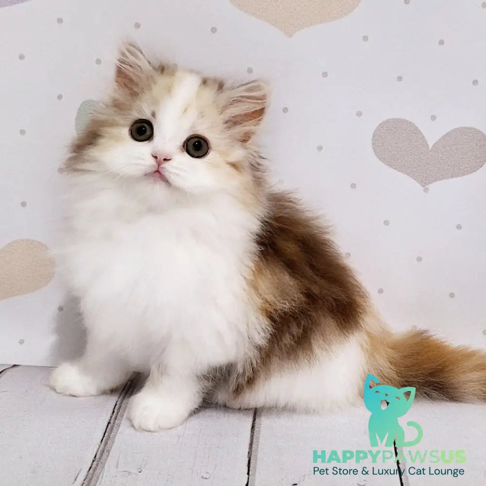Cleopatra Scottish Straight female chocolate tortie tabby harlequin - live animals