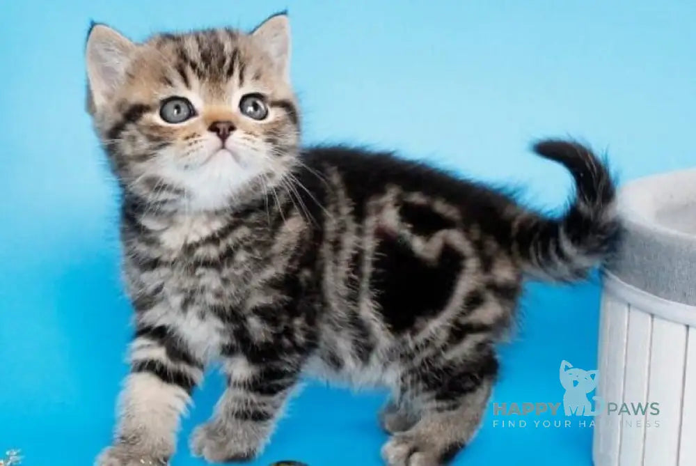 Clifford British Shorthair male black tabby live animals