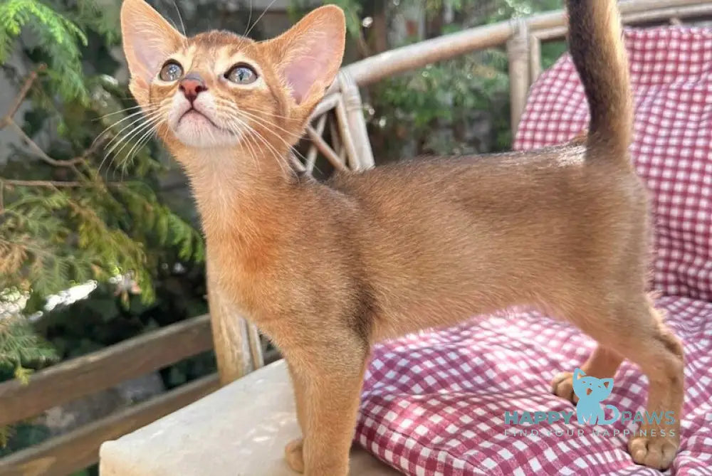 Clint Abyssinian male black live animals