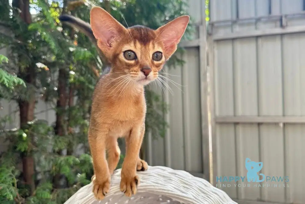 Clint Abyssinian male black live animals