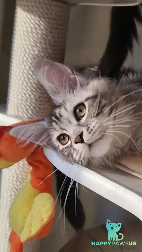 Clinta Maine Coon female black silver tabby - live animals