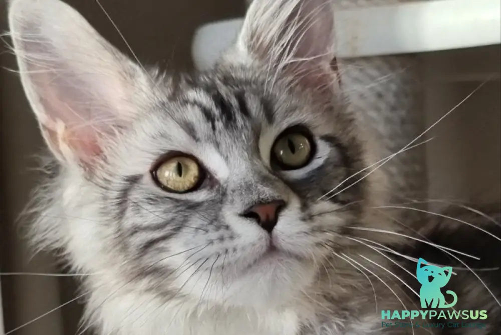 Clinta Maine Coon female black silver tabby - live animals