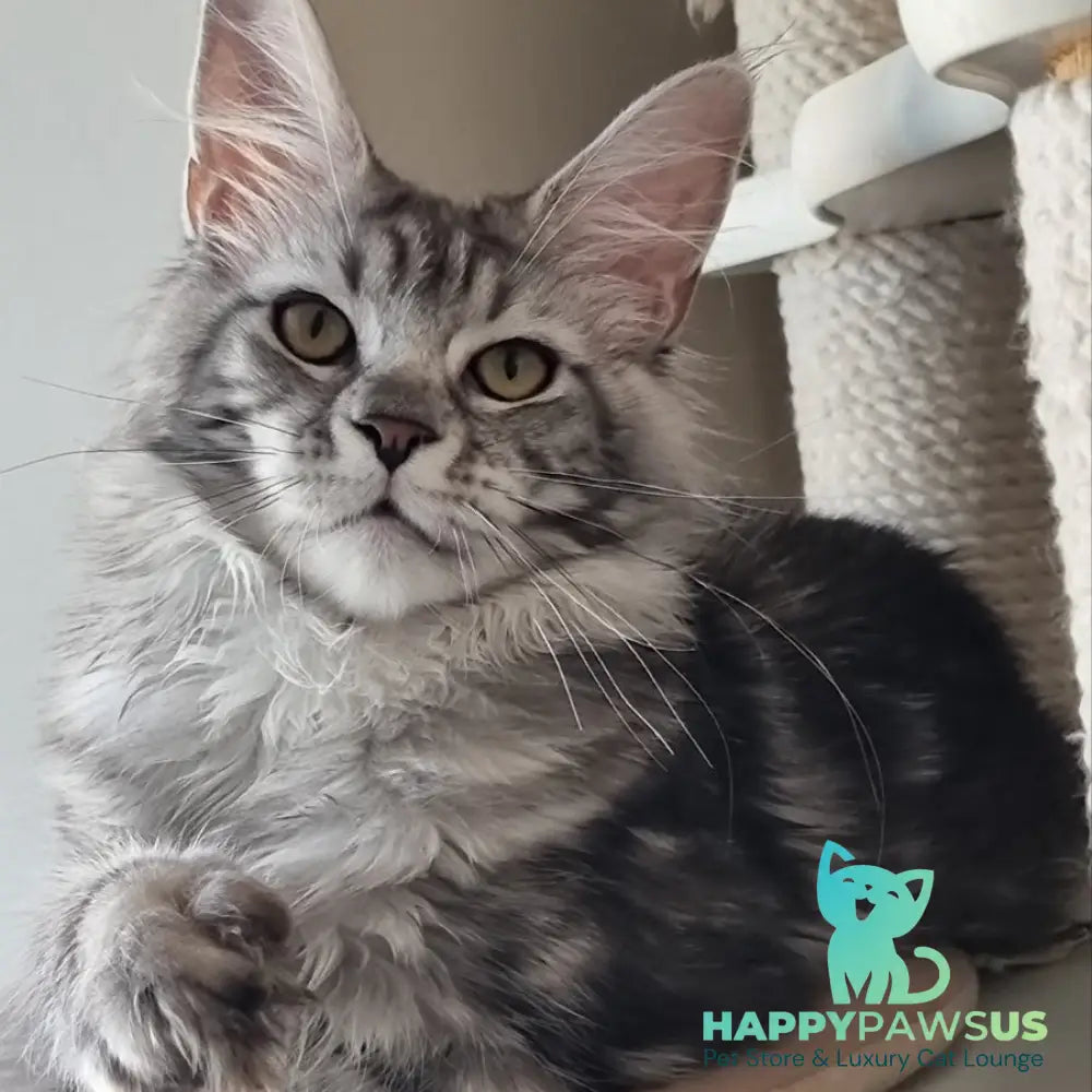 Clinta Maine Coon female black silver tabby - live animals