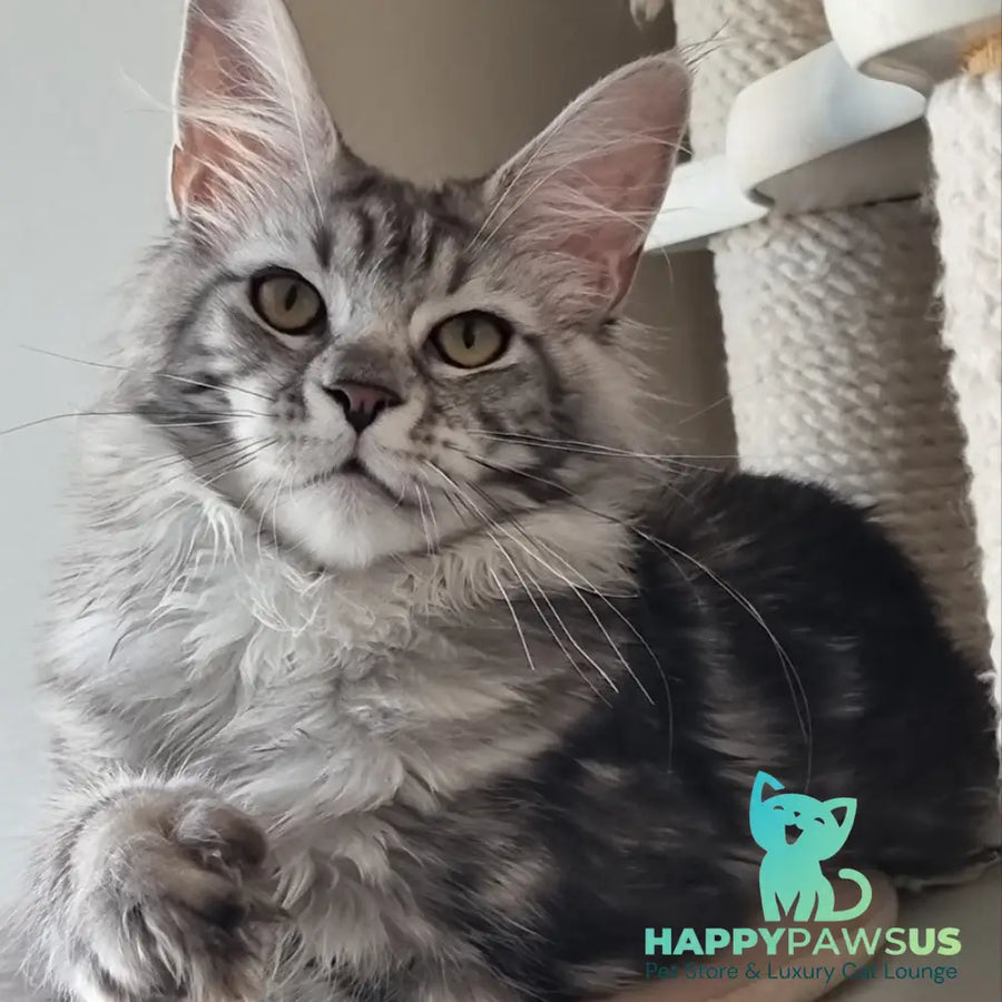 Clinta Maine Coon female black silver tabby - live animals