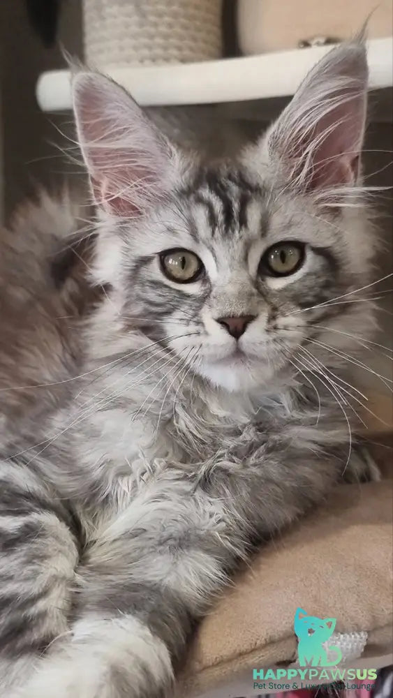 Clinta Maine Coon female black silver tabby - live animals