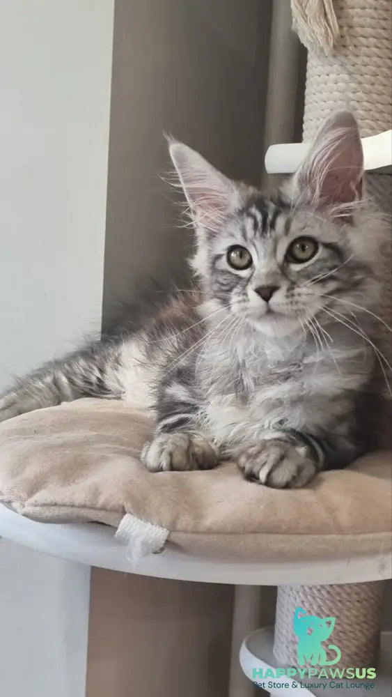 Clinta Maine Coon female black silver tabby - live animals