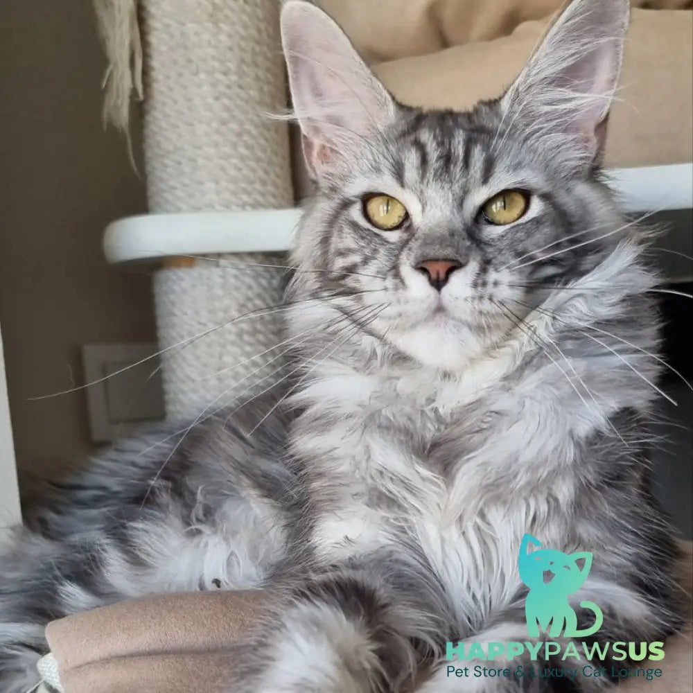 Clinta Maine Coon female black silver tabby - live animals