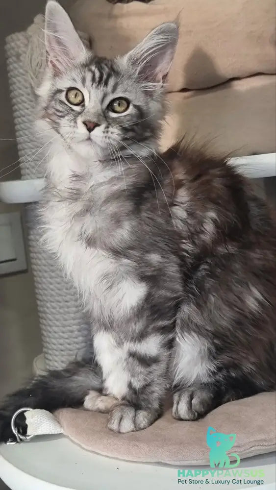 Clinta Maine Coon female black silver tabby - live animals