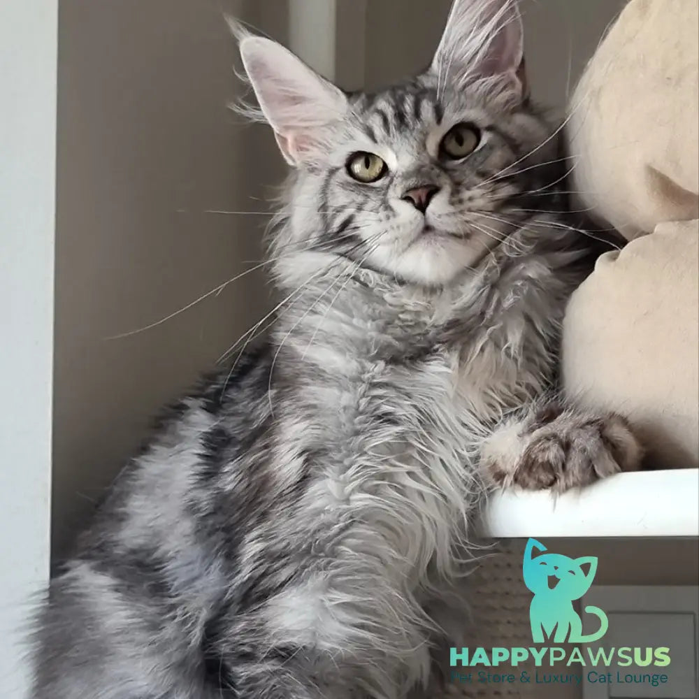 Clinta Maine Coon female black silver tabby - live animals