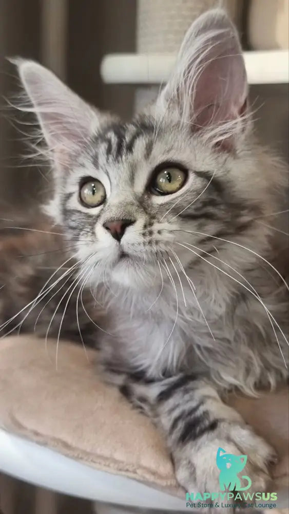 Clinta Maine Coon female black silver tabby - live animals