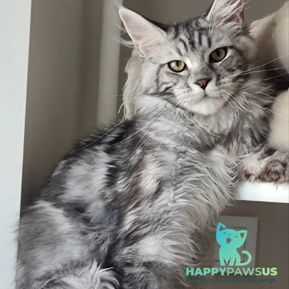 Clinta Maine Coon female black silver tabby - live animals