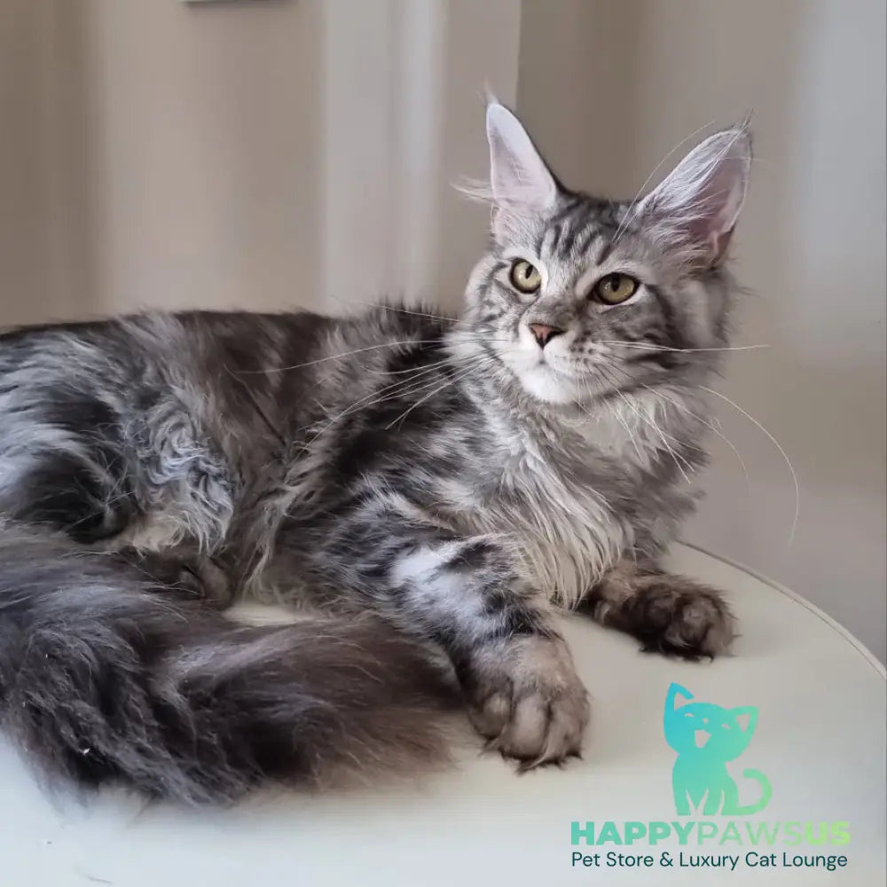 Clinta Maine Coon female black silver tabby - live animals