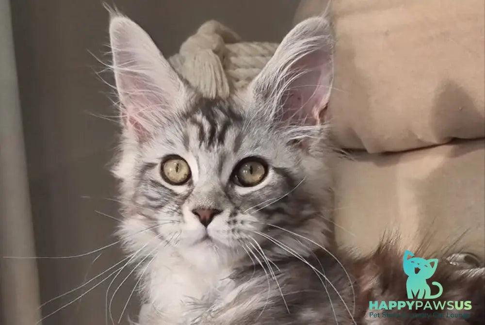Clinta Maine Coon female black silver tabby - live animals