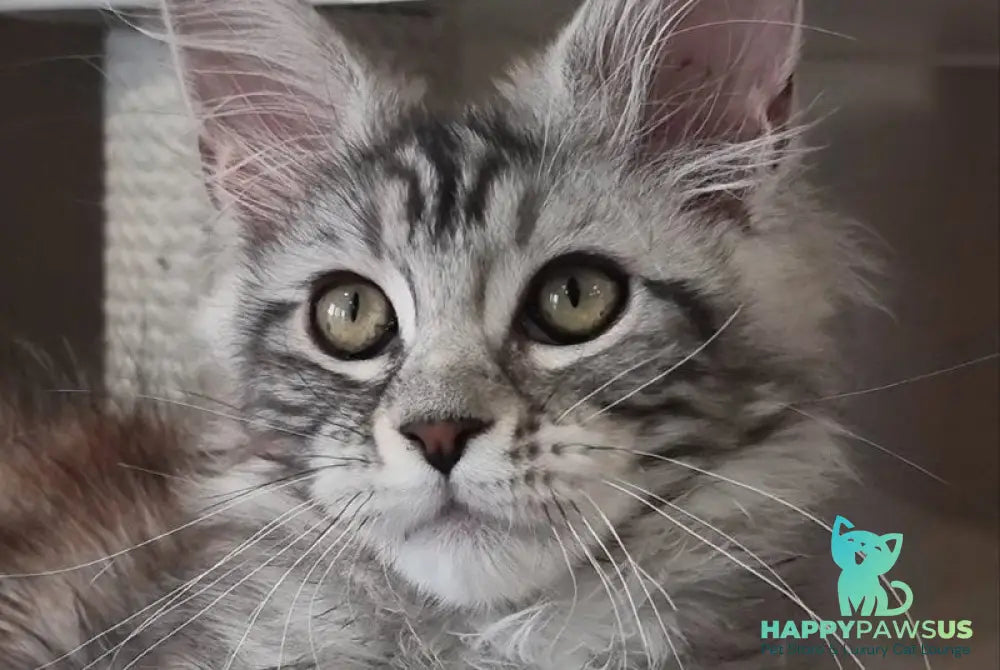Clinta Maine Coon female black silver tabby - live animals