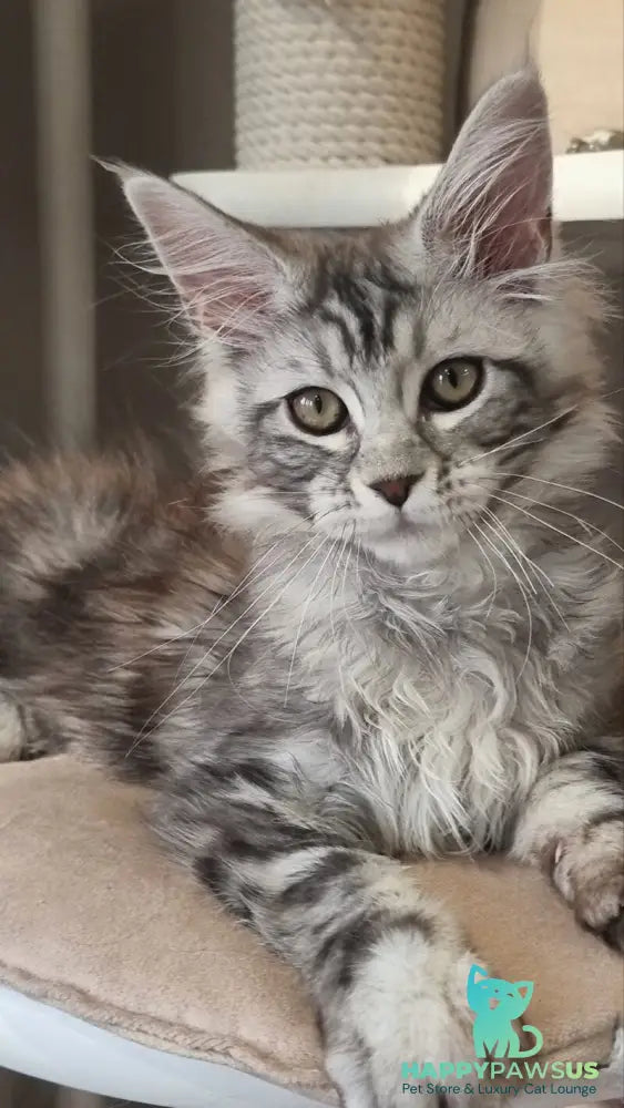 Clinta Maine Coon female black silver tabby - live animals