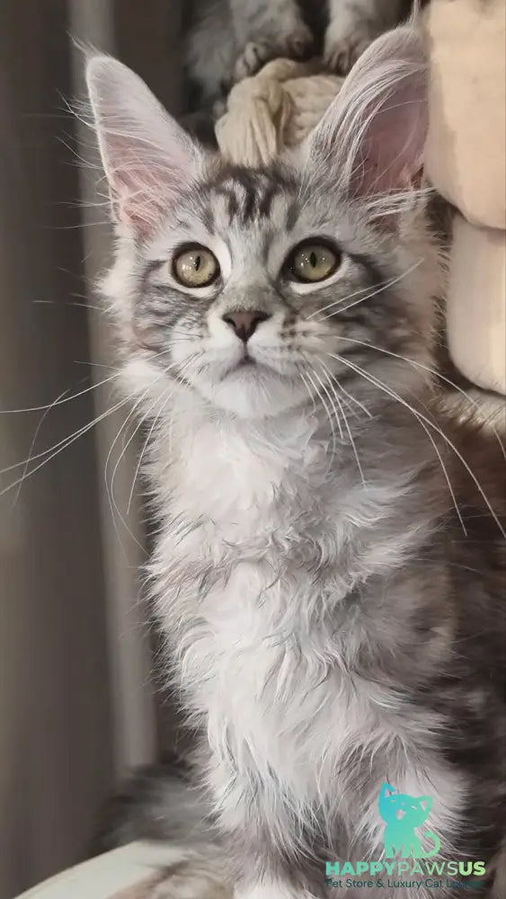 Clinta Maine Coon female black silver tabby - live animals