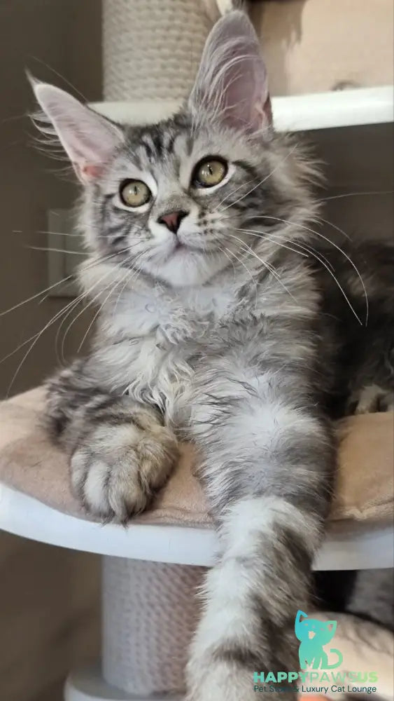 Clinta Maine Coon female black silver tabby - live animals