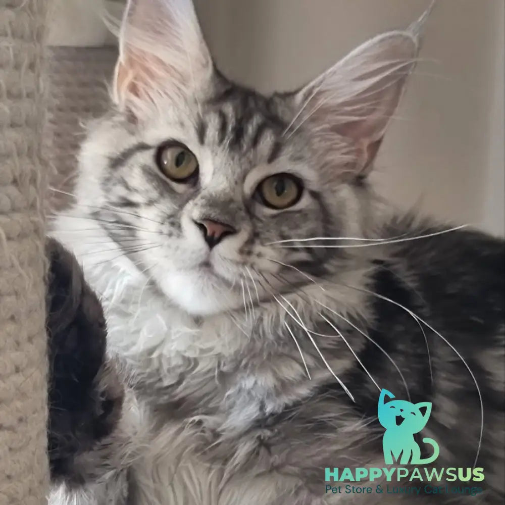 Clinta Maine Coon female black silver tabby - live animals