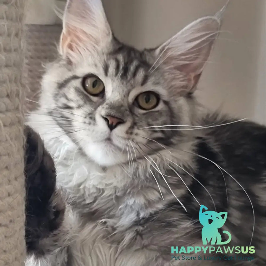 Clinta Maine Coon female black silver tabby - live animals