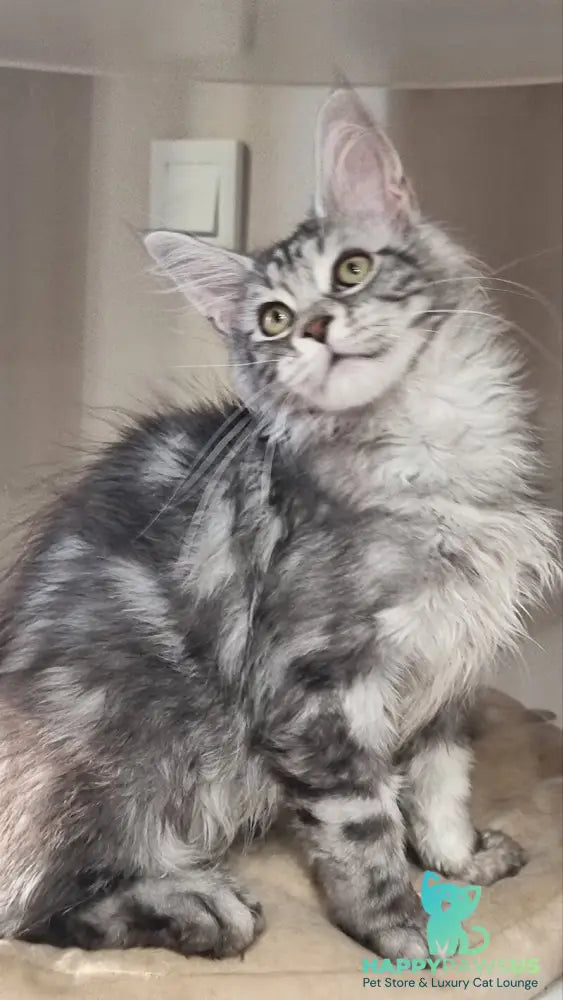 Clinta Maine Coon female black silver tabby - live animals
