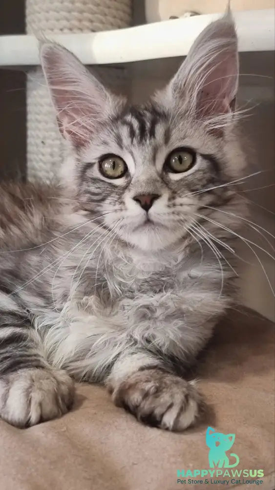 Clinta Maine Coon female black silver tabby - live animals