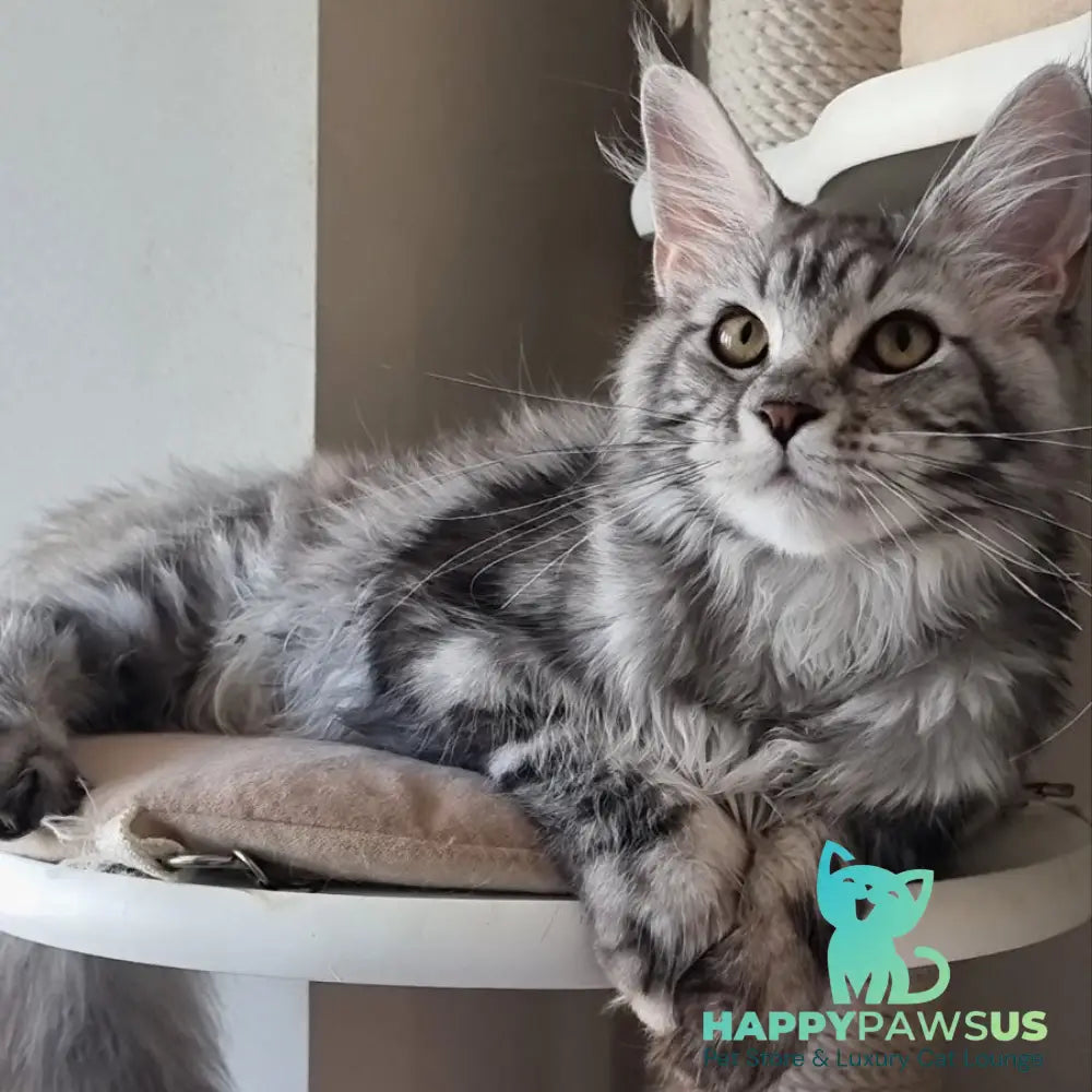 Clinta Maine Coon female black silver tabby - live animals