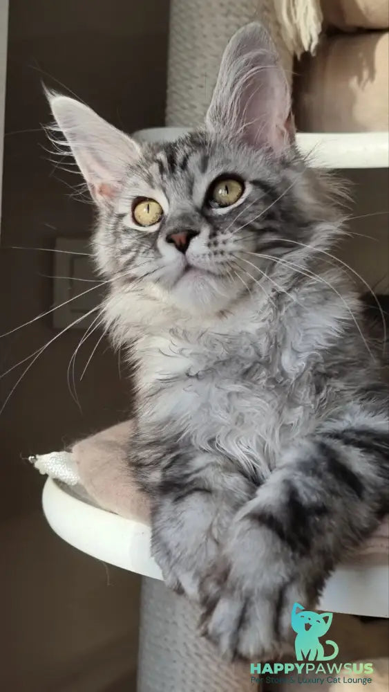 Clinta Maine Coon female black silver tabby - live animals