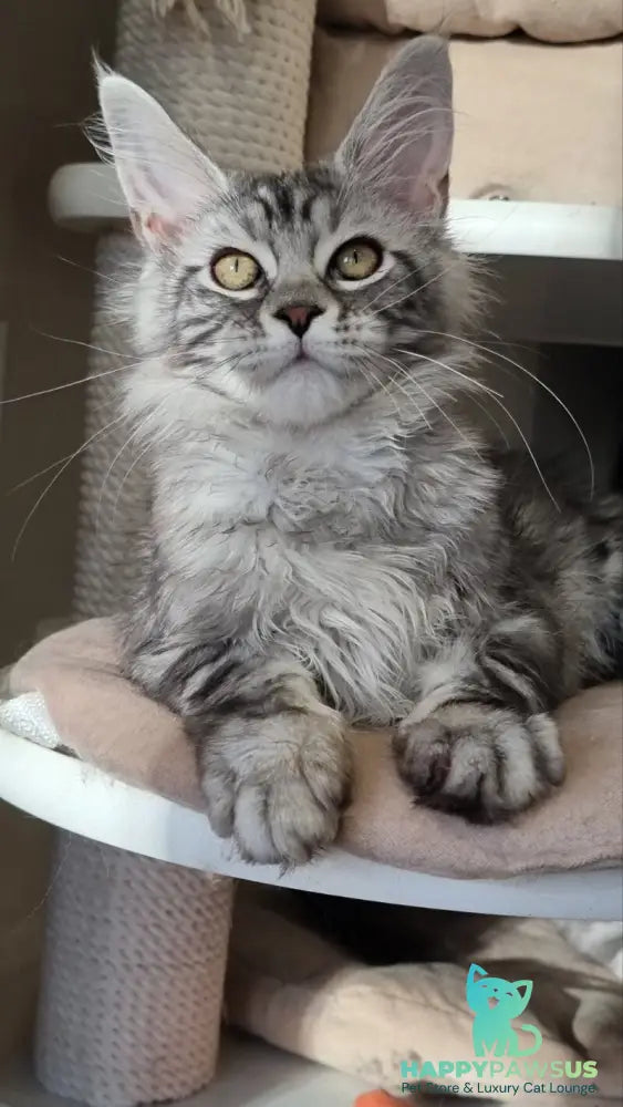 Clinta Maine Coon female black silver tabby - live animals